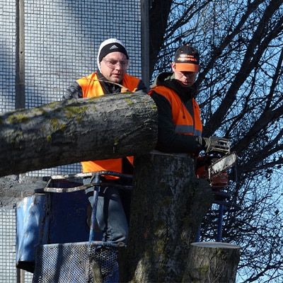 Tree Removal